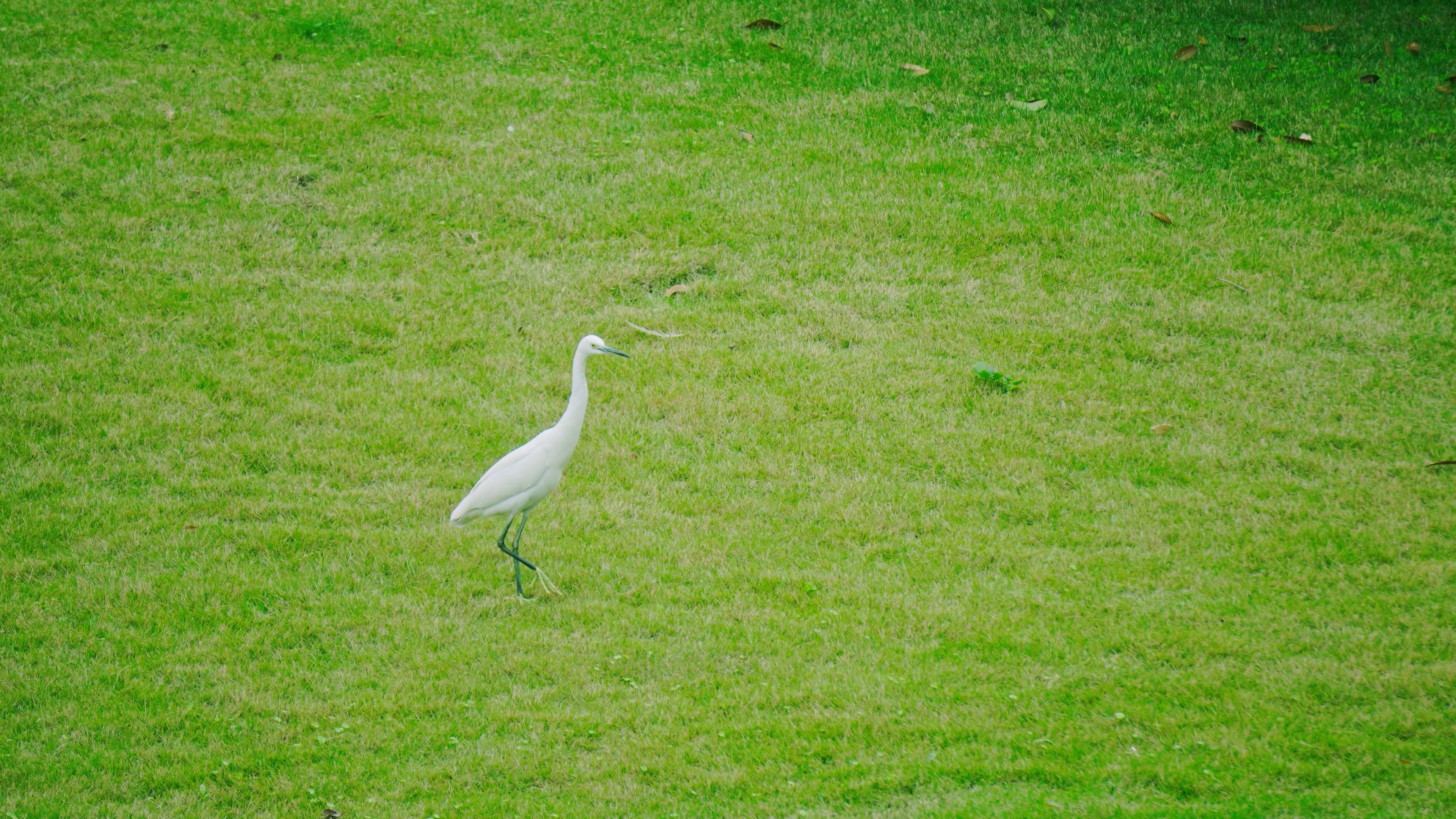 4K实拍白鹤在公园草地上觅食视频素材视频的预览图