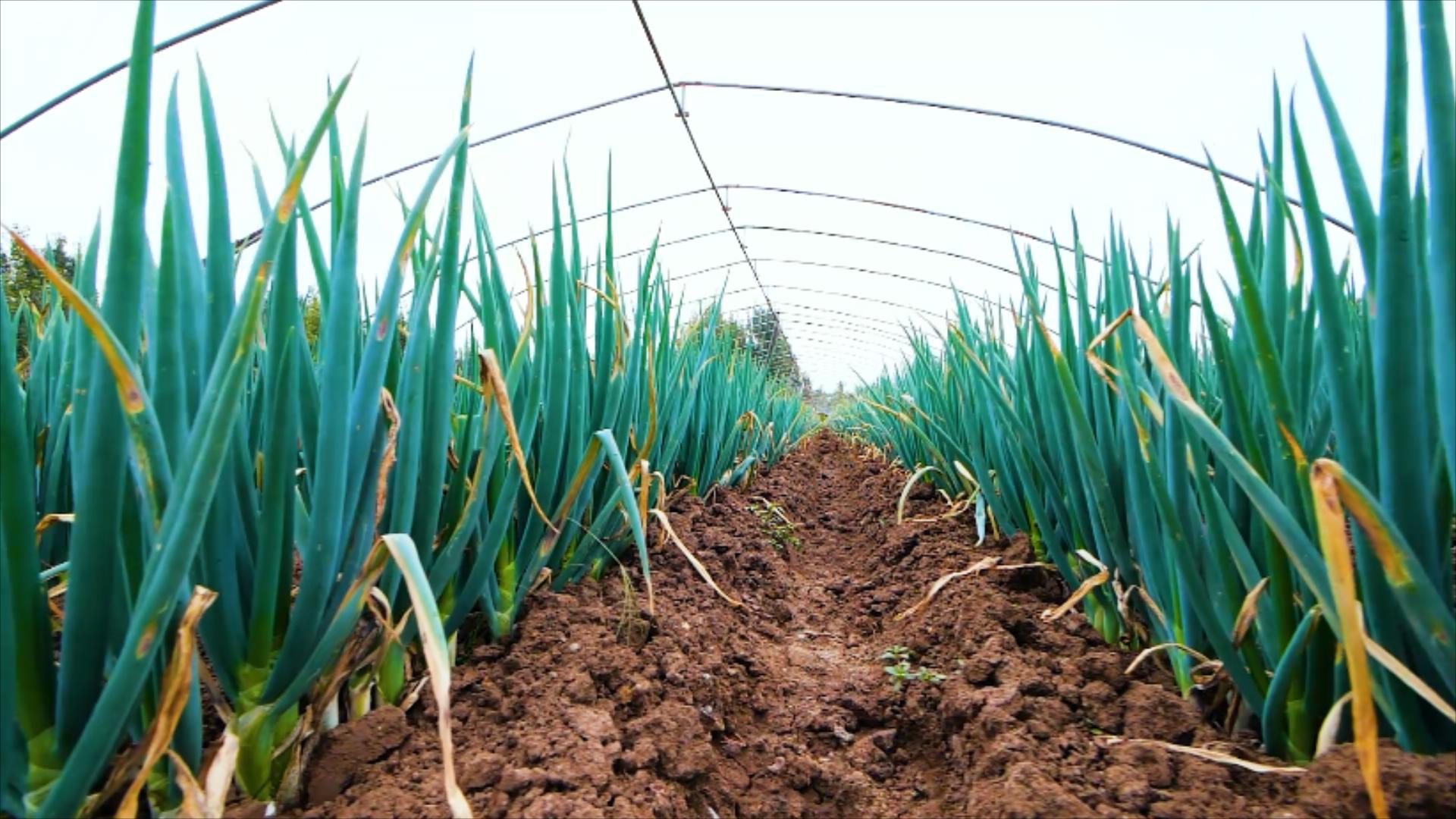 1080P农业种植经济作物大葱民生视频视频的预览图