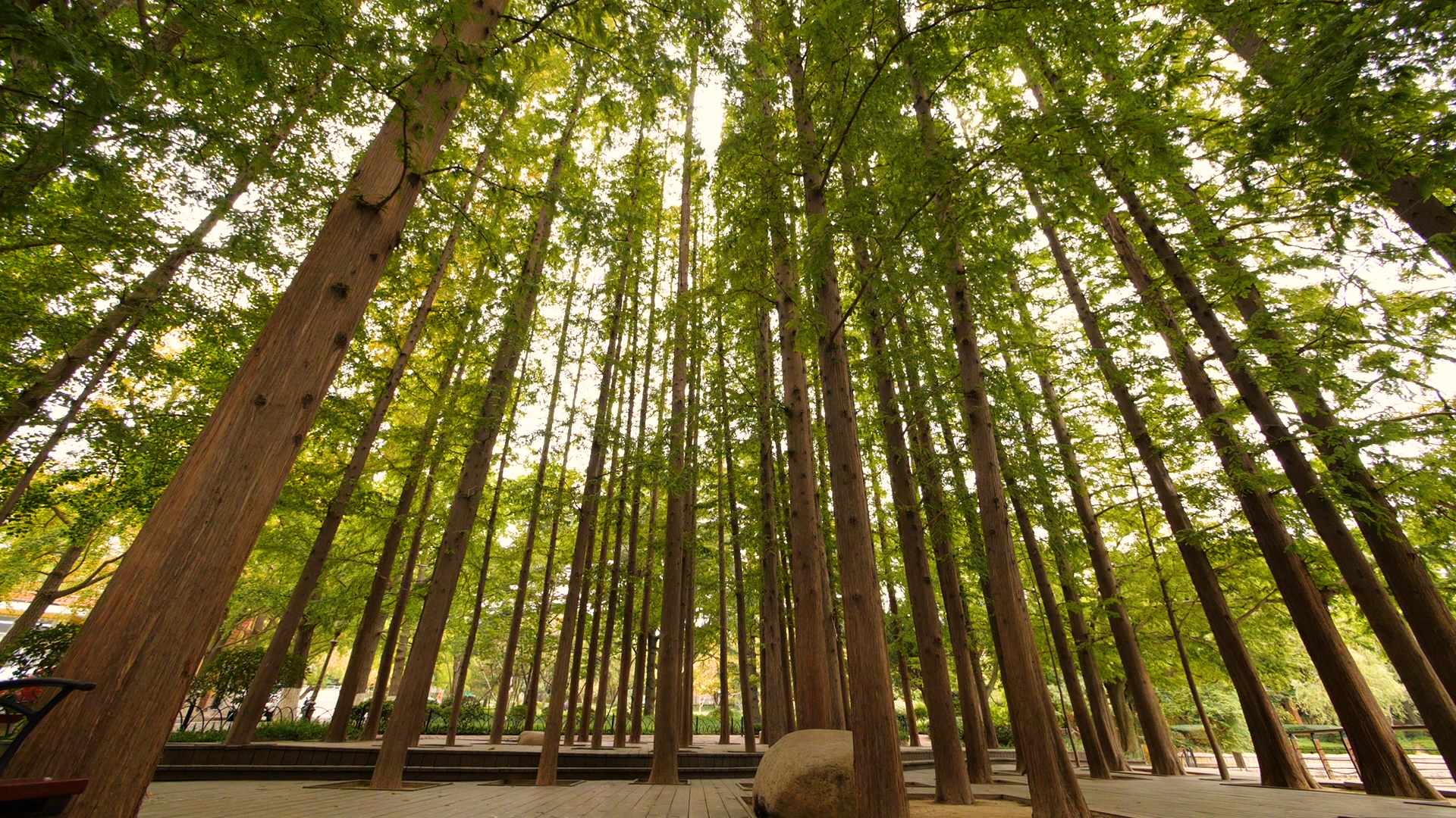 1080P自然环境笔直的树林风景视频的预览图