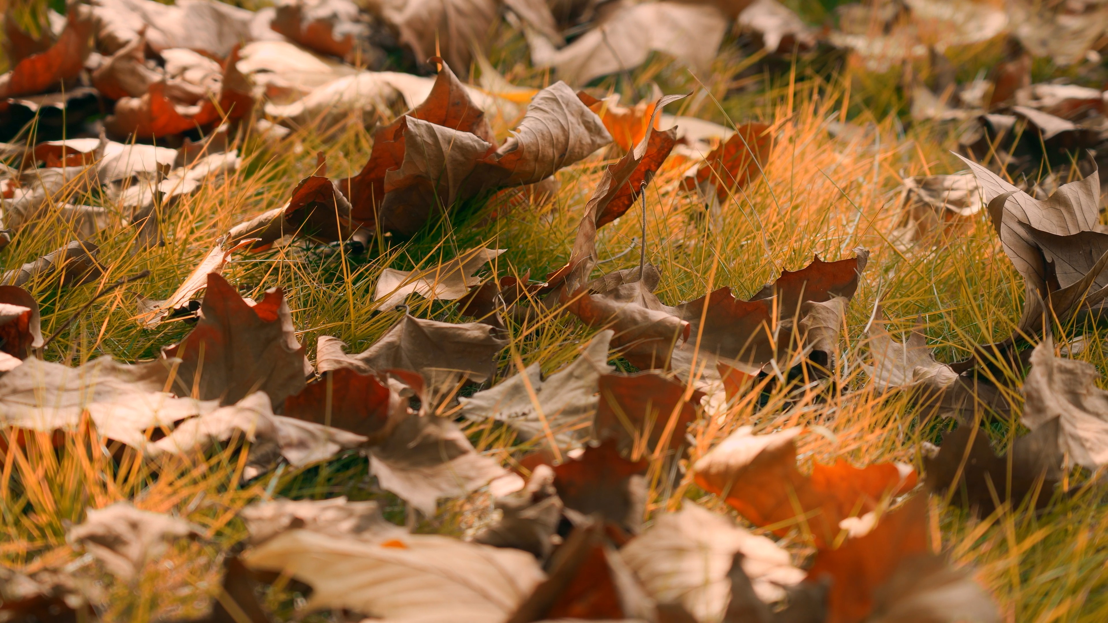 4k秋天金黄色树木落叶风景空镜视频的预览图