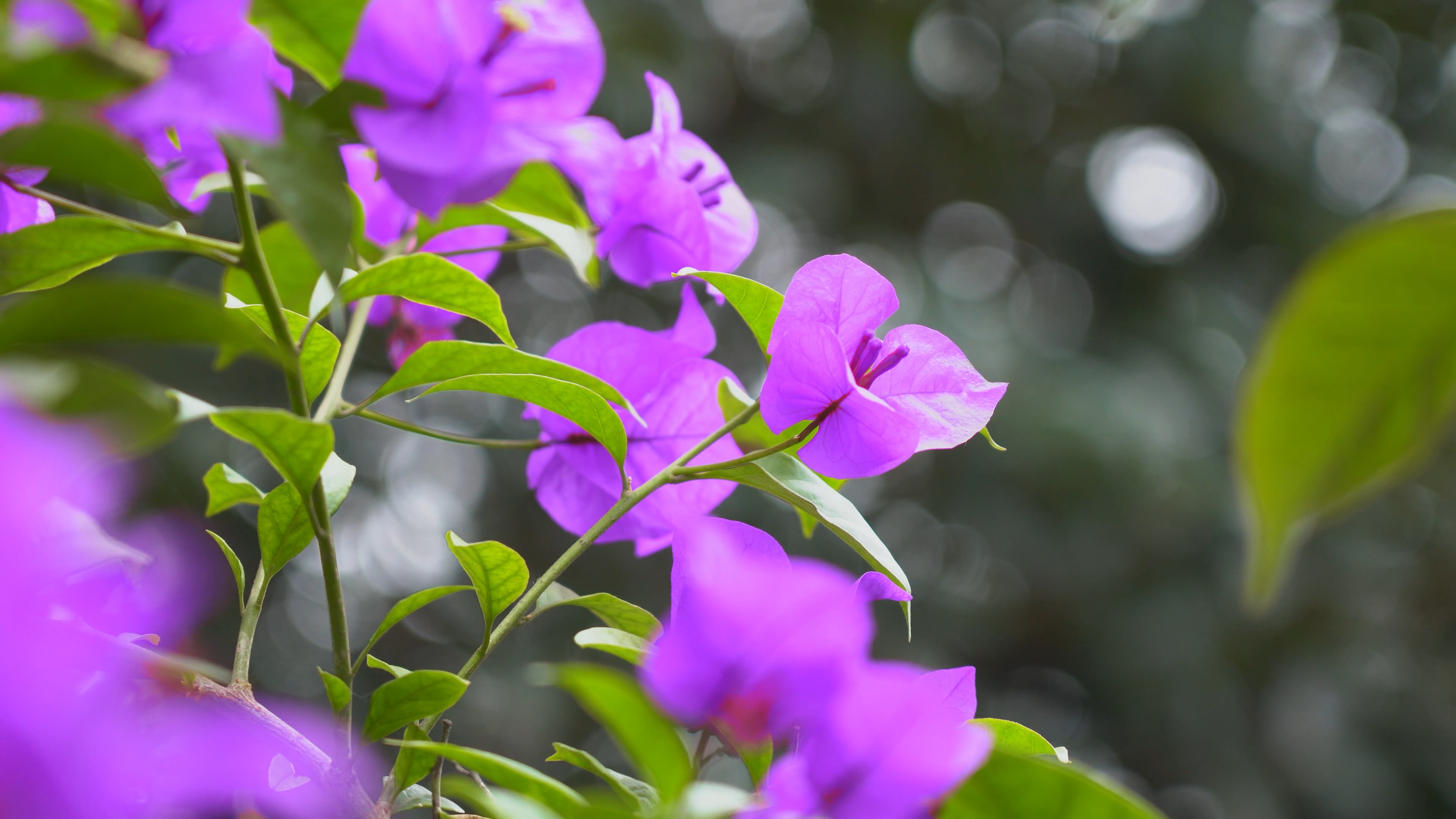 4k南庭芥紫色花朵风景空镜头素材视频的预览图