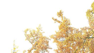 4K实拍晴天下秋天白果树视频素材视频的预览图