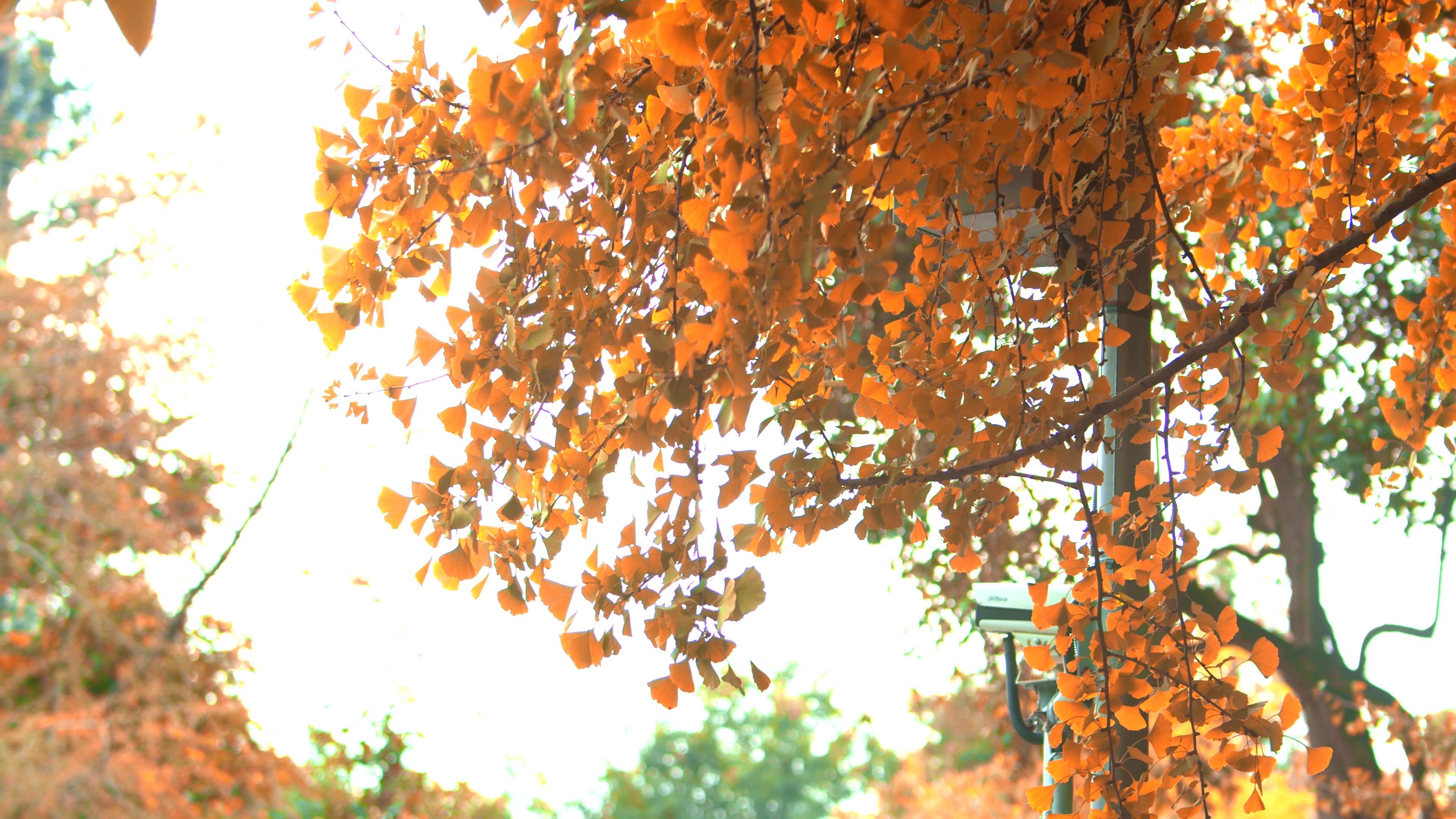 4K实拍秋天阳光透过白果树视频视频的预览图