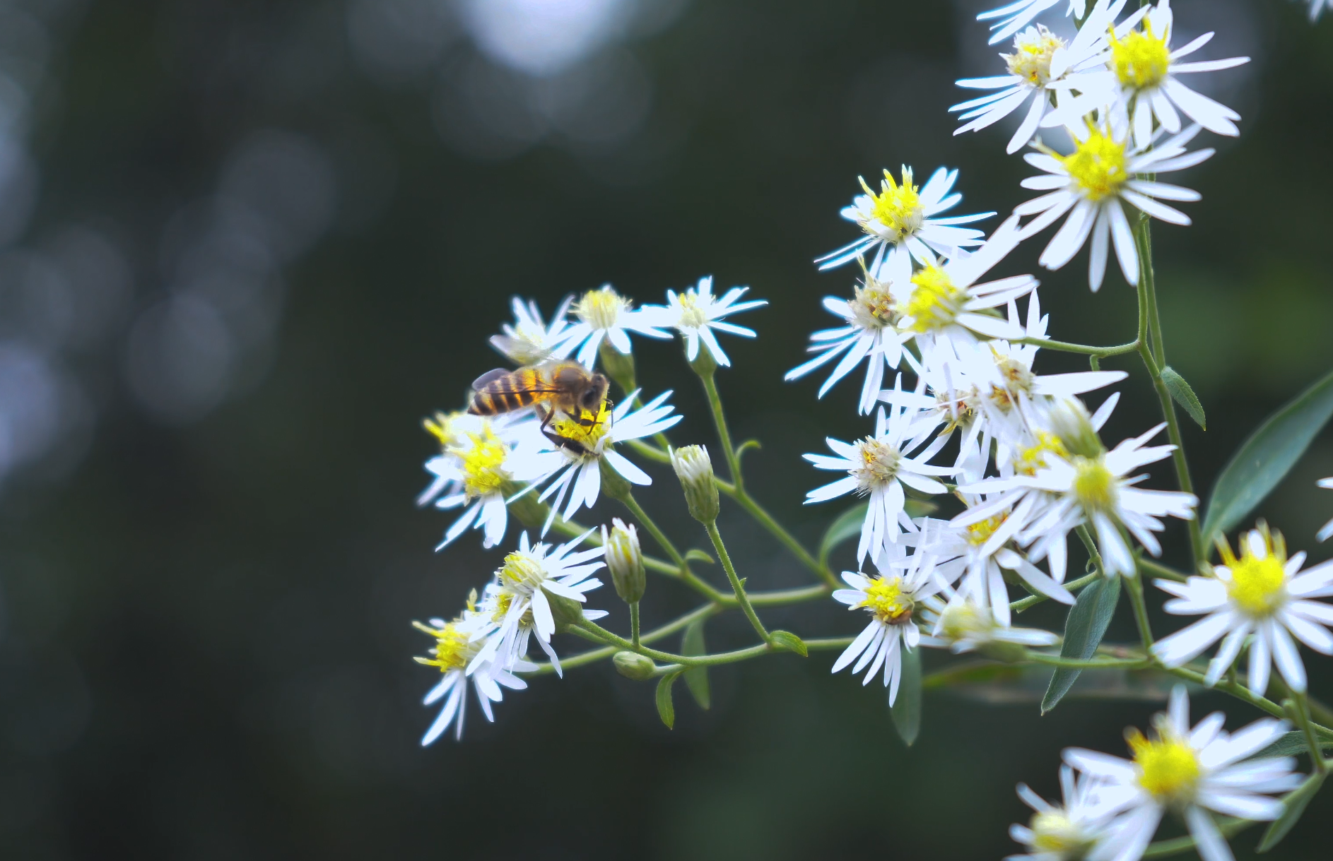 4K实拍野菊花上的采蜜的蜜蜂空镜视频的预览图