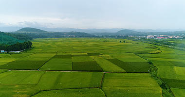 4k陕西汉中大面积水稻田农田航拍视频的预览图