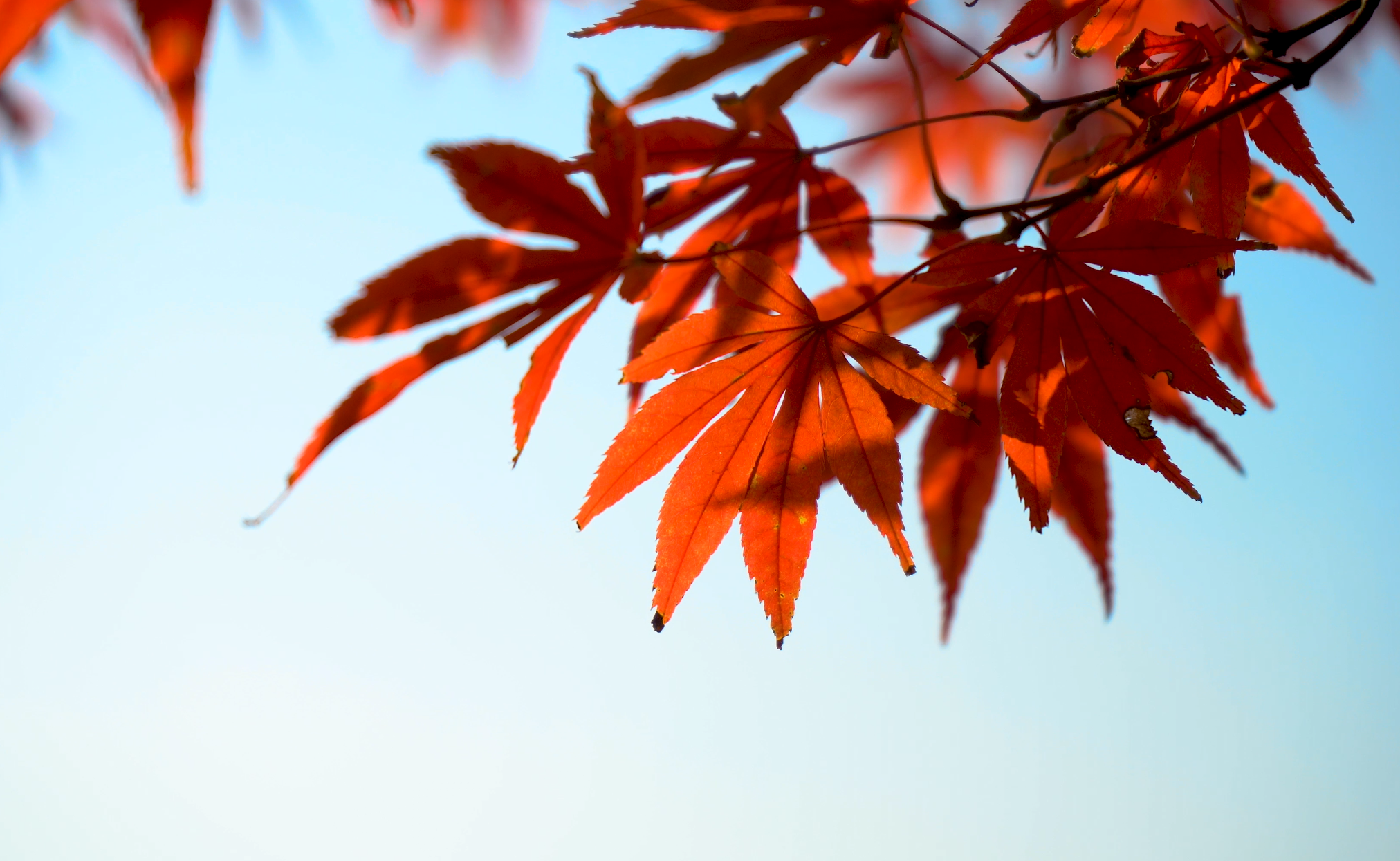 4K实拍秋天晴天红色枫叶特写空镜视频的预览图