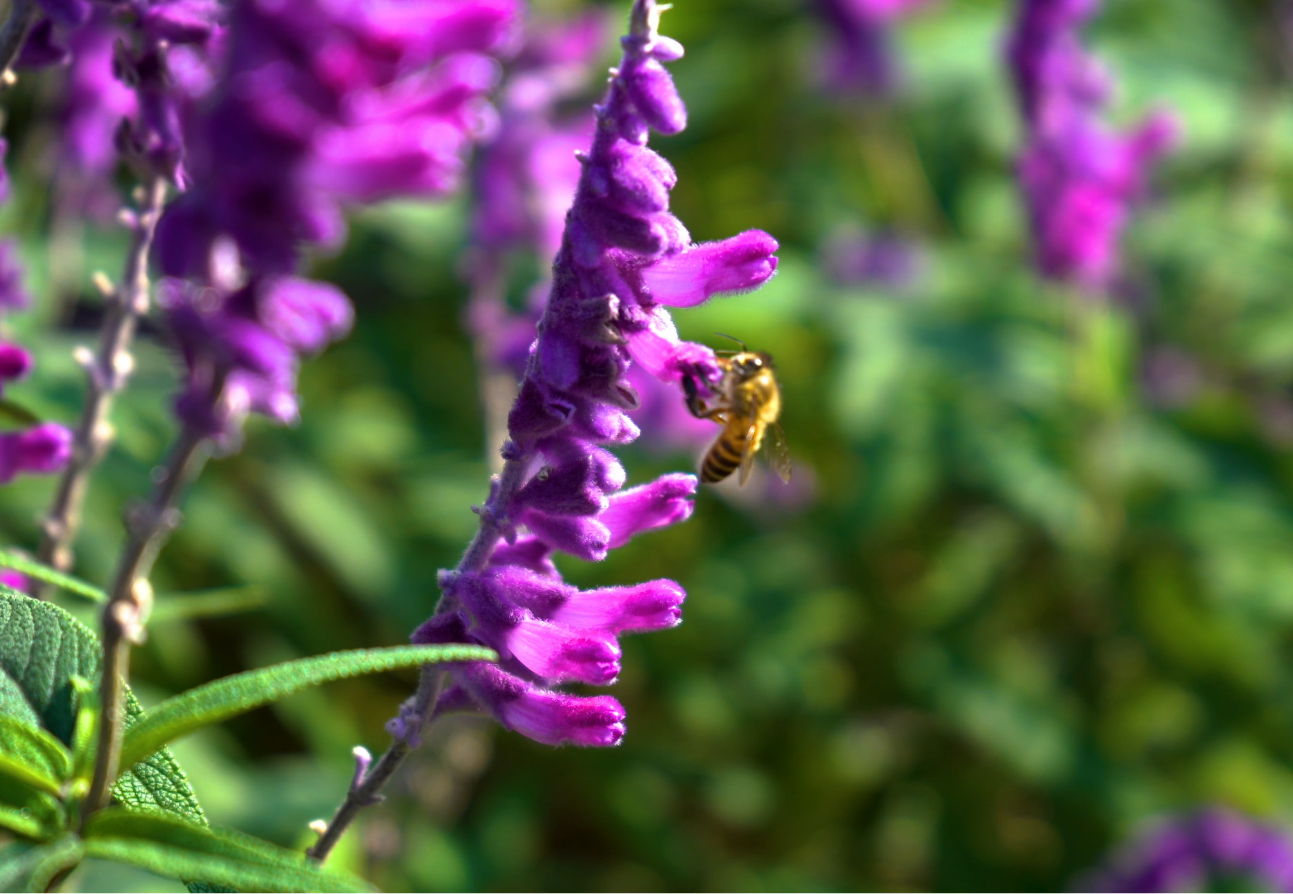 4K实拍秋天紫藤花上采蜜的蜜蜂视频的预览图