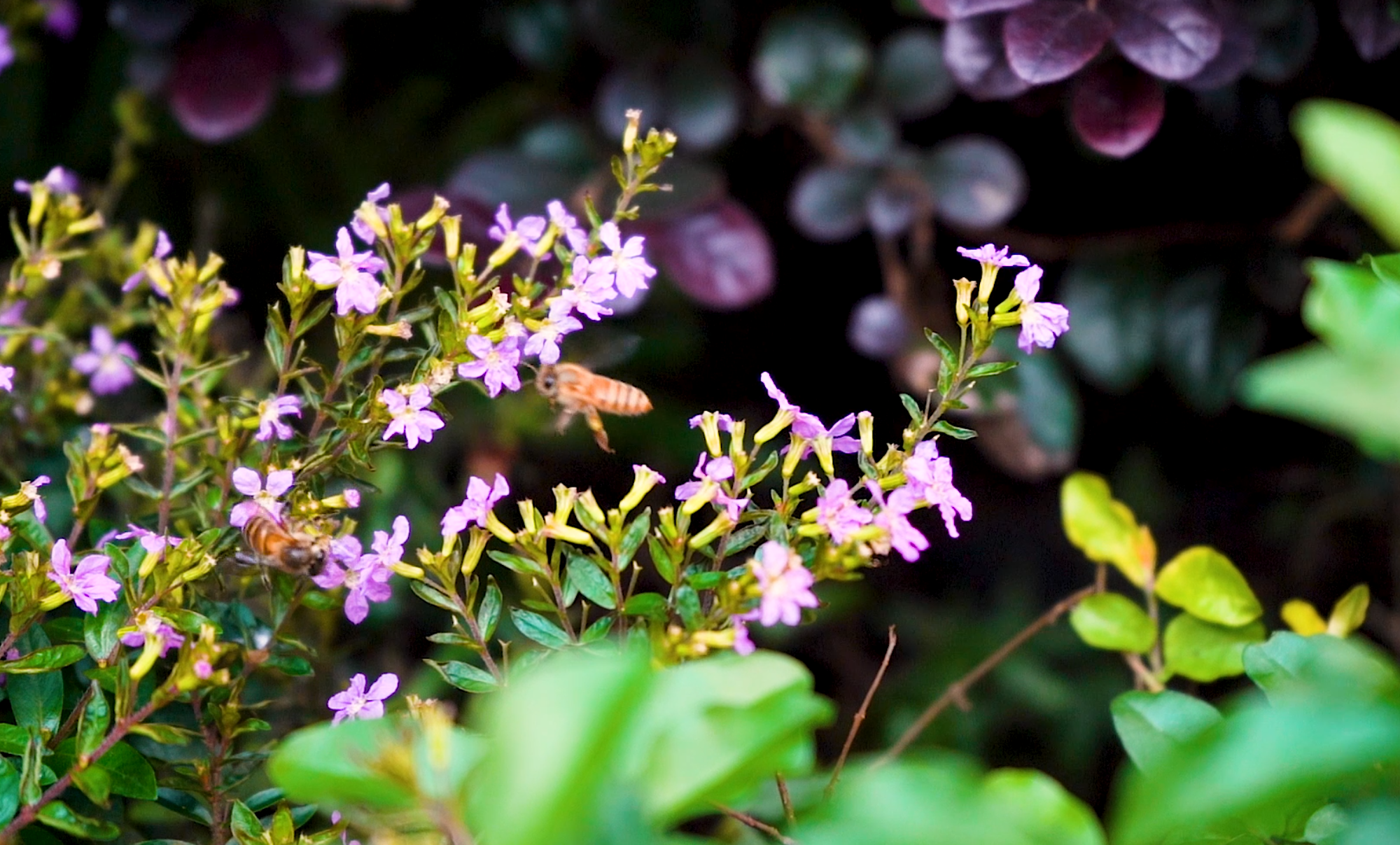 1080p高清升格花丛中的蜜蜂视频的预览图