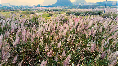 4k秋冬季舞动的芒草植物风景空镜视频的预览图