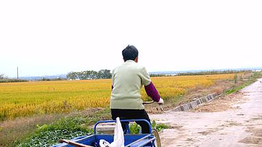 4K实拍农民老奶奶在稻田边骑自行车视频素材视频的预览图