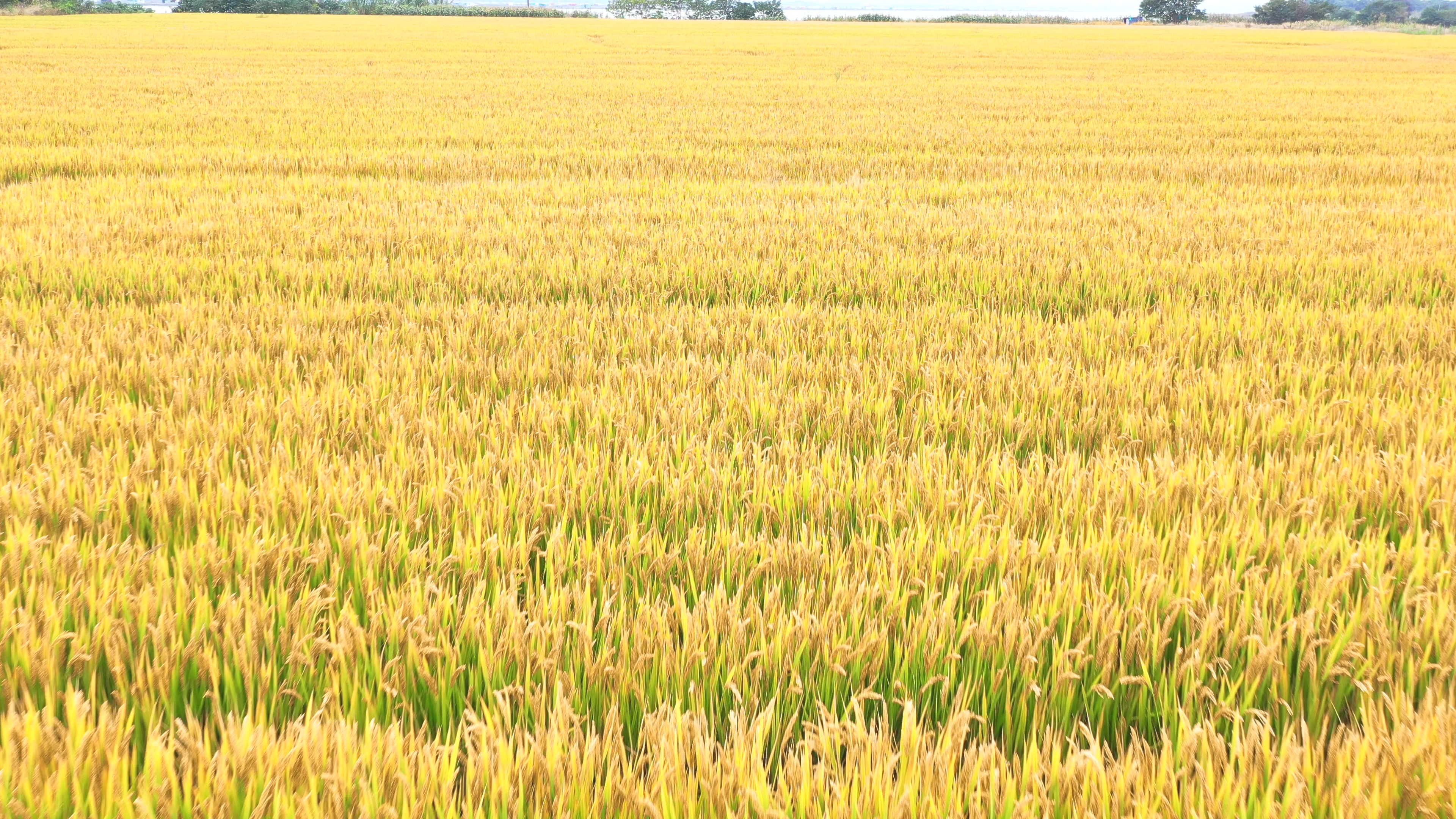 4K实拍成熟的金色稻田视频素材视频的预览图