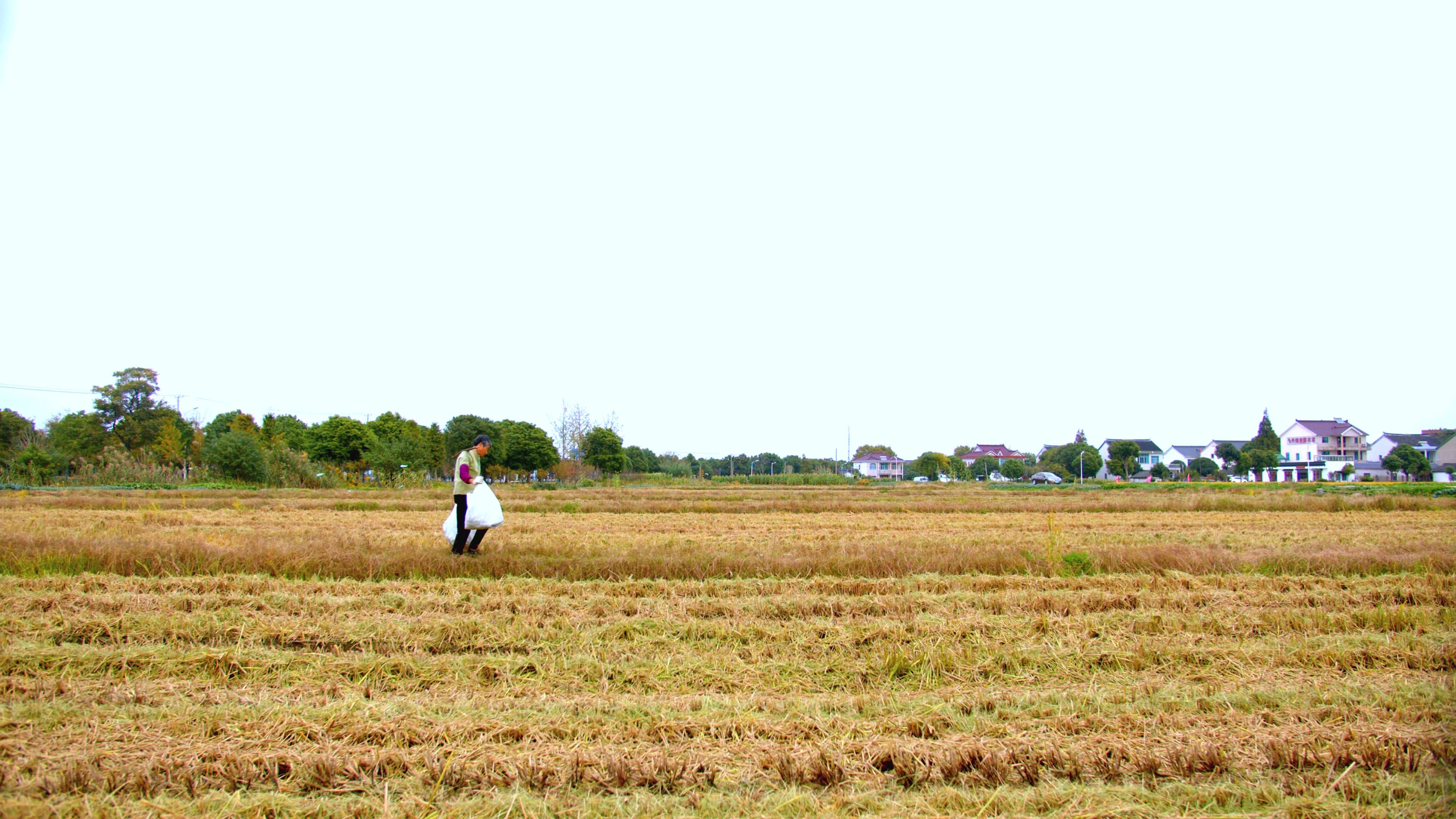 4K实拍老奶奶挑着收割的稻子走在稻田视频视频的预览图