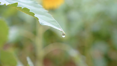 4k微距下雨天水滴从绿叶上滑落视频空镜视频的预览图