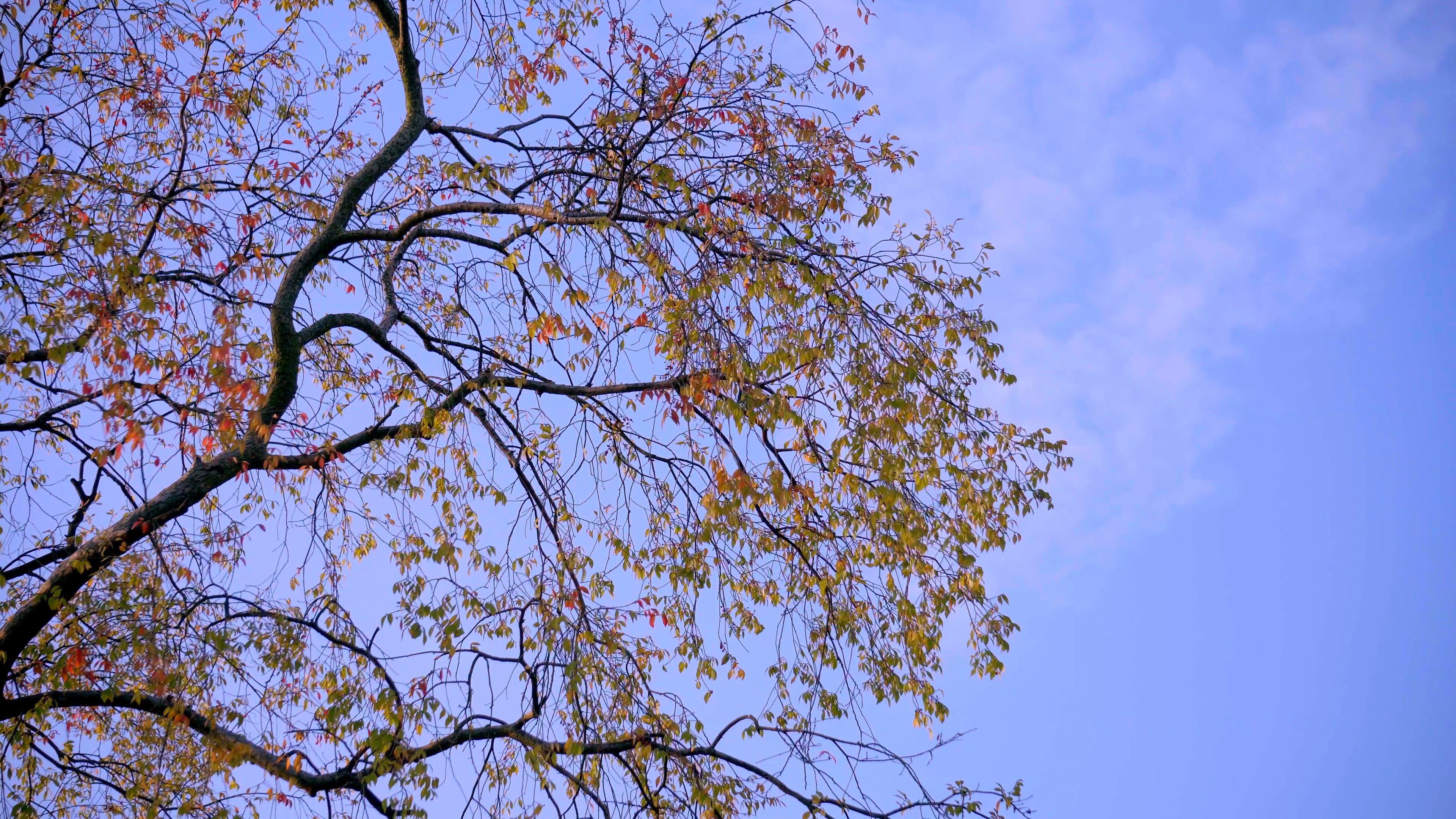 4K实拍秋日树木黄叶秋光视频素材视频的预览图