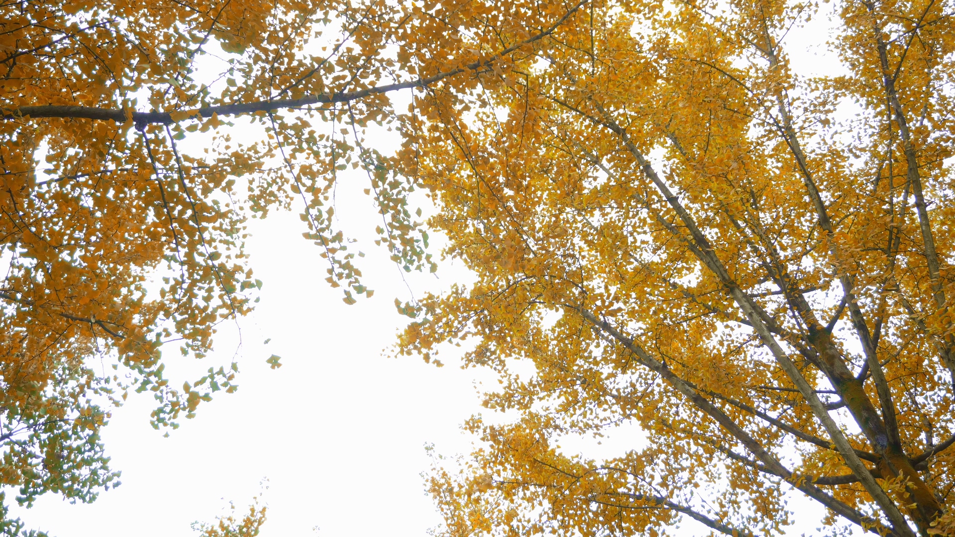 4K实拍金黄的银杏树树叶视频素材视频的预览图