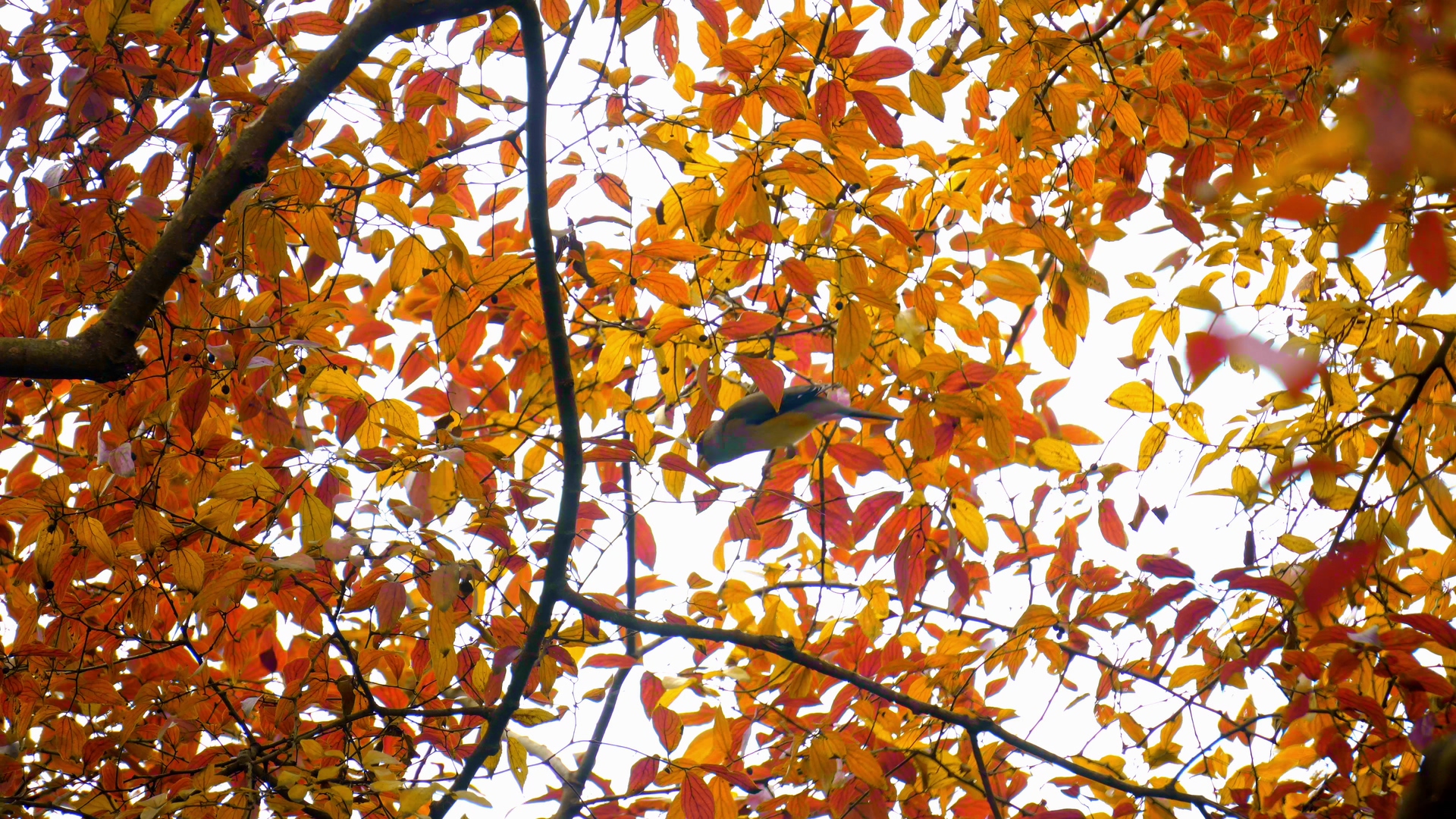 4K实拍秋天红叶树上的鸟儿视频素材视频的预览图