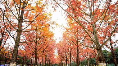 4K实拍秋日红叶树林风景视频素材视频的预览图