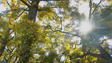 4K唯美秋日阳光透过树木黄叶视频素材视频的预览图