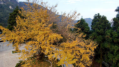 4K航拍秋天枯黄古银杏树视频的预览图