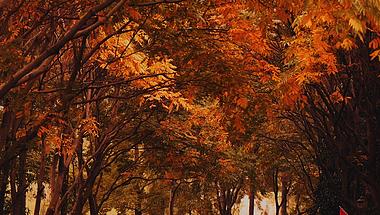 实拍4k公园里枫叶秋景视频空镜素材视频的预览图