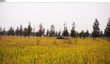 4K实拍秋天稻田间行驶的汽车视频素材视频的预览图
