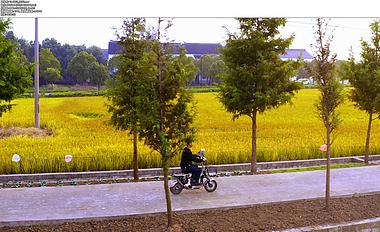 4K实拍骑自行车在秋天稻田间视频素材视频的预览图