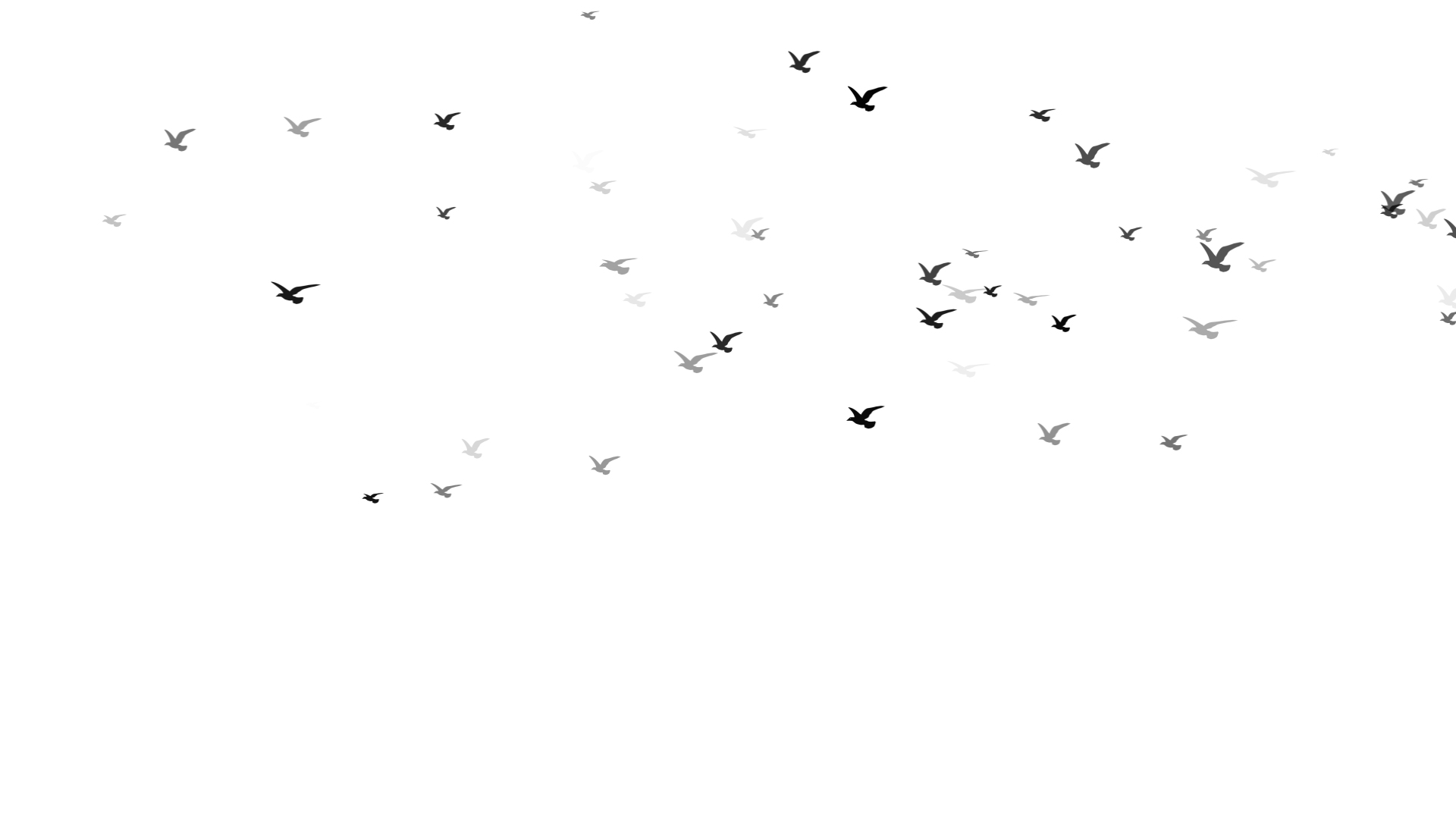 黑色飞鸟鸟群视频ae模板视频的预览图