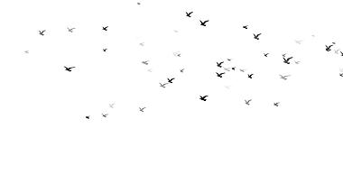 黑色飞鸟鸟群视频ae模板视频的预览图