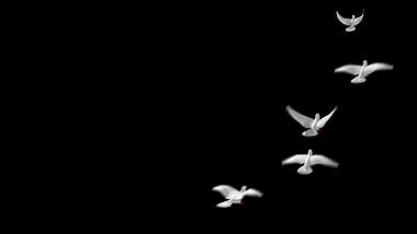 白色飞鸟白鸽元素视频ae模板视频的预览图