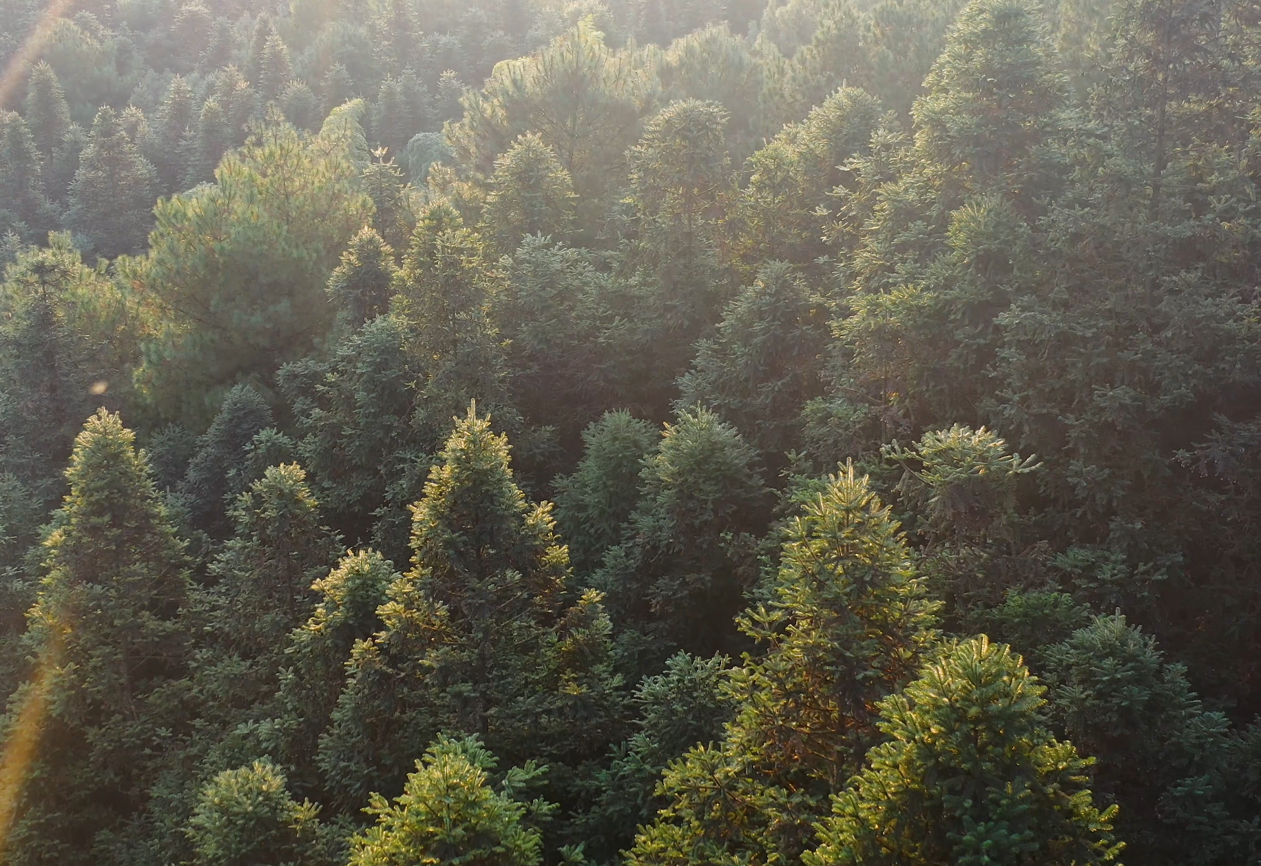 4K航拍秋天夕阳下的树林实拍视频的预览图