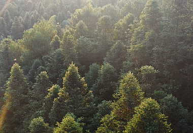 4K航拍秋天夕阳下的树林实拍视频的预览图