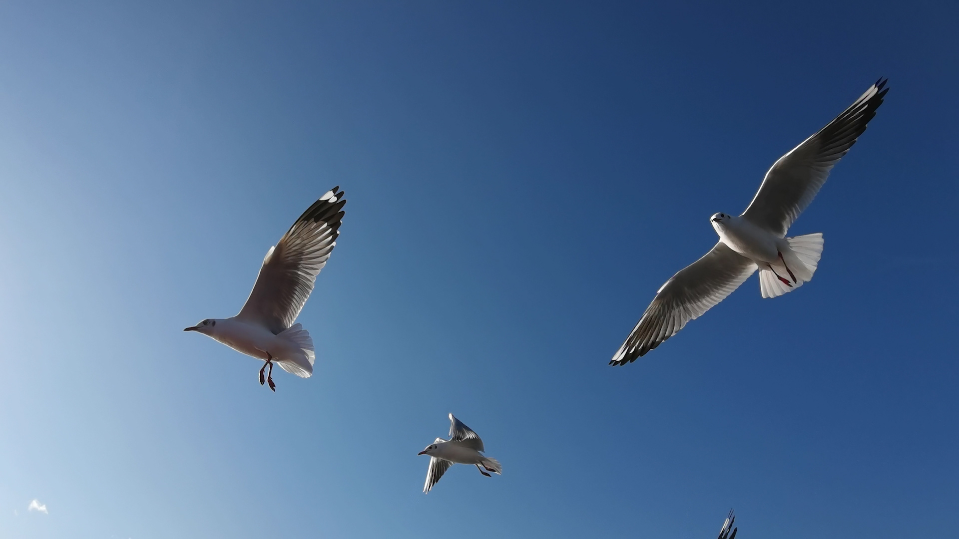 4K蓝天白云成群海鸥视频视频的预览图