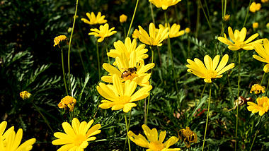 1080P实拍秋天小菊花盛开蜜蜂采蜜风景视频空镜视频的预览图