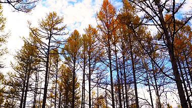 4k深秋金色秋景白桦林自然风景空镜视频的预览图