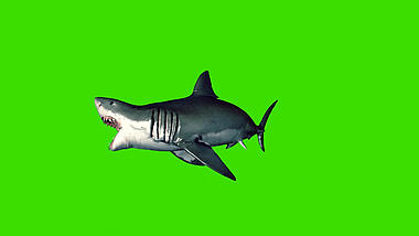 鲨鱼游动海底生物合成抠像素材视频的预览图