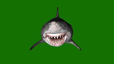绿幕抠像锯齿大鲨鱼动物游动素材视频的预览图