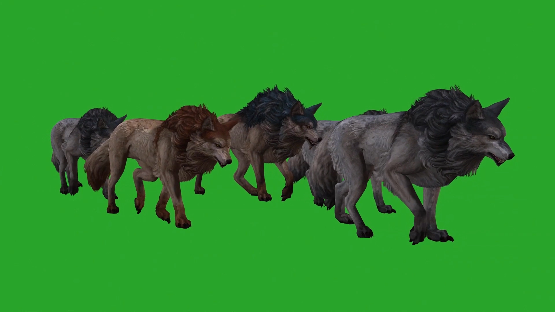 一群野狼行走中动物合成素材视频的预览图