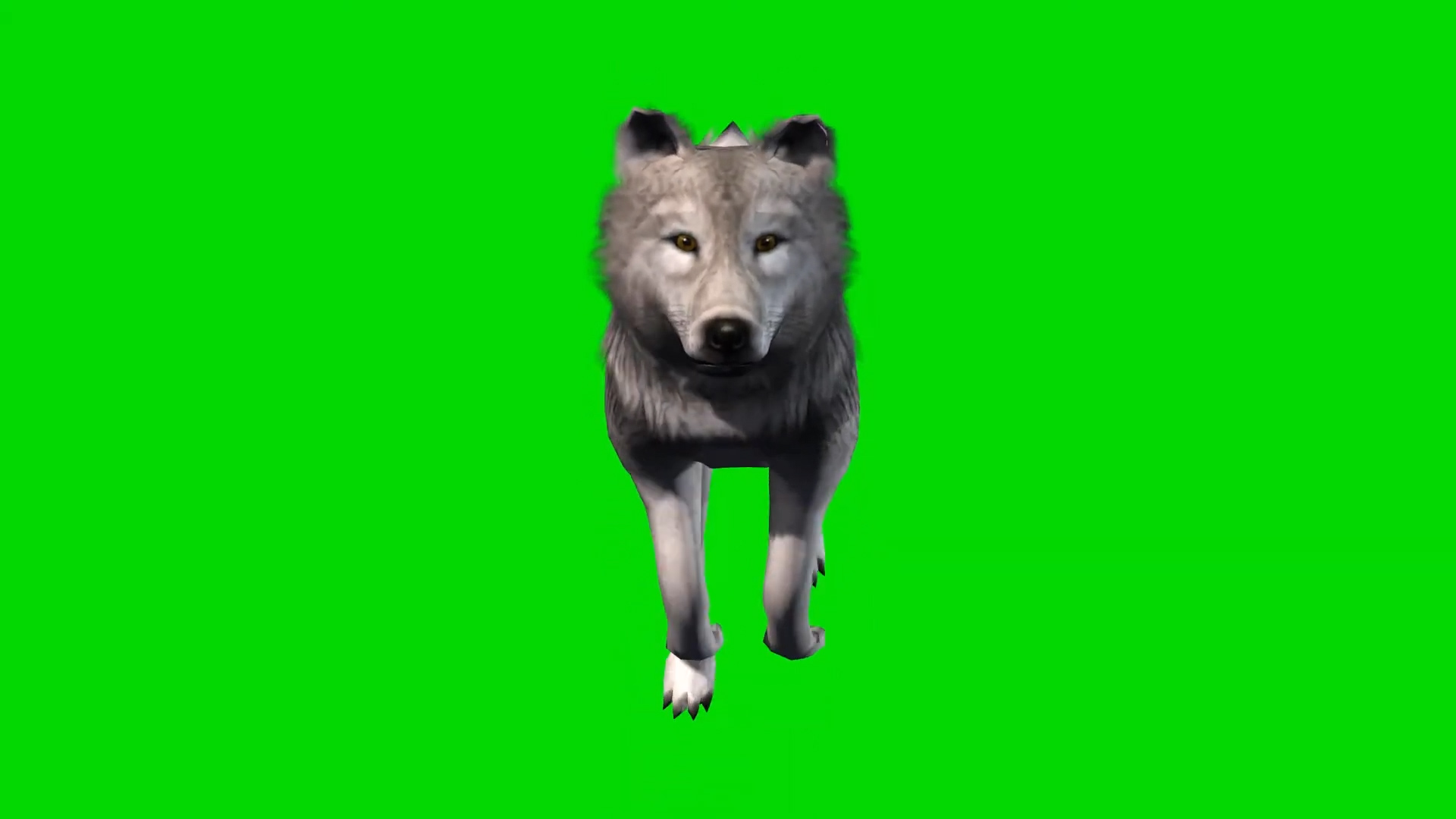 灰色狼行走中抠像视频素材视频的预览图