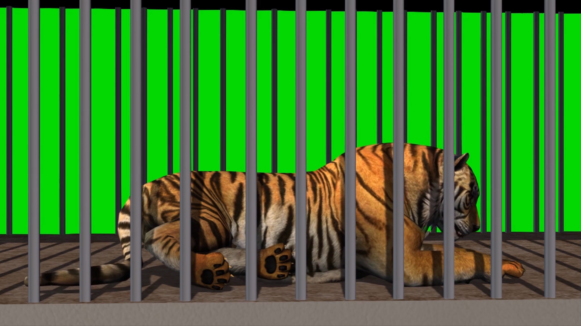 绿色抠像笼子里面的大老虎展示合成素材视频的预览图