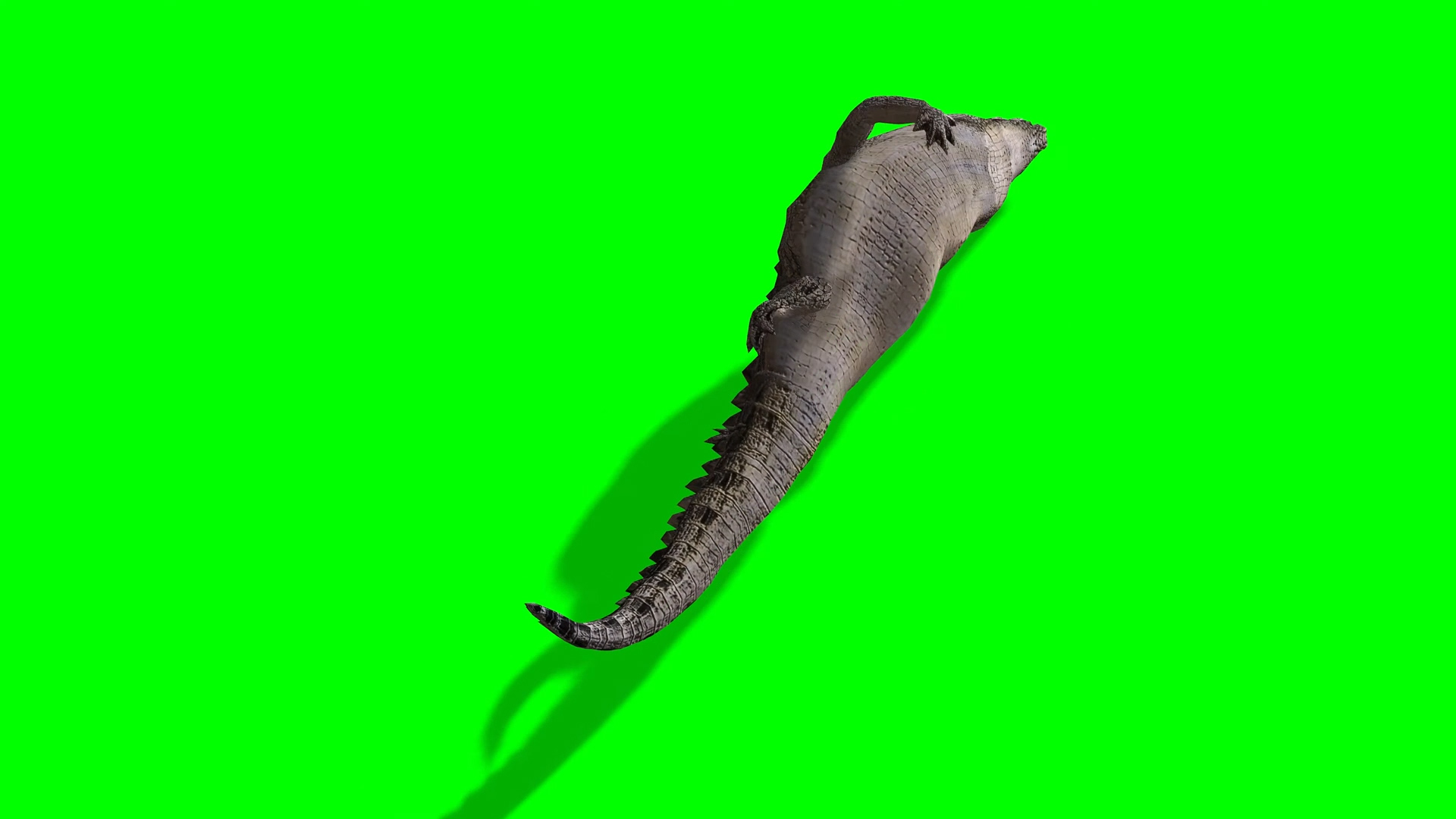 硕大的鳄鱼爬行动作合成素材视频的预览图