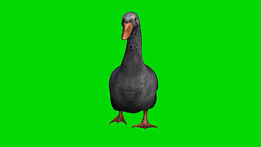 大灰鸭子动物行走合成素材视频的预览图