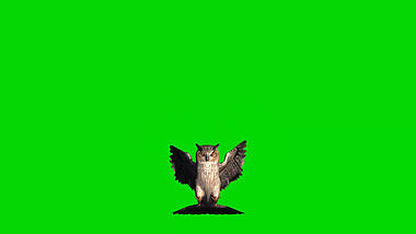 动物猫头鹰飞行展示抠像素材视频的预览图