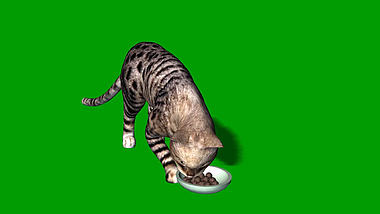 绿色抠像小猫咪吃食物合成素材视频的预览图