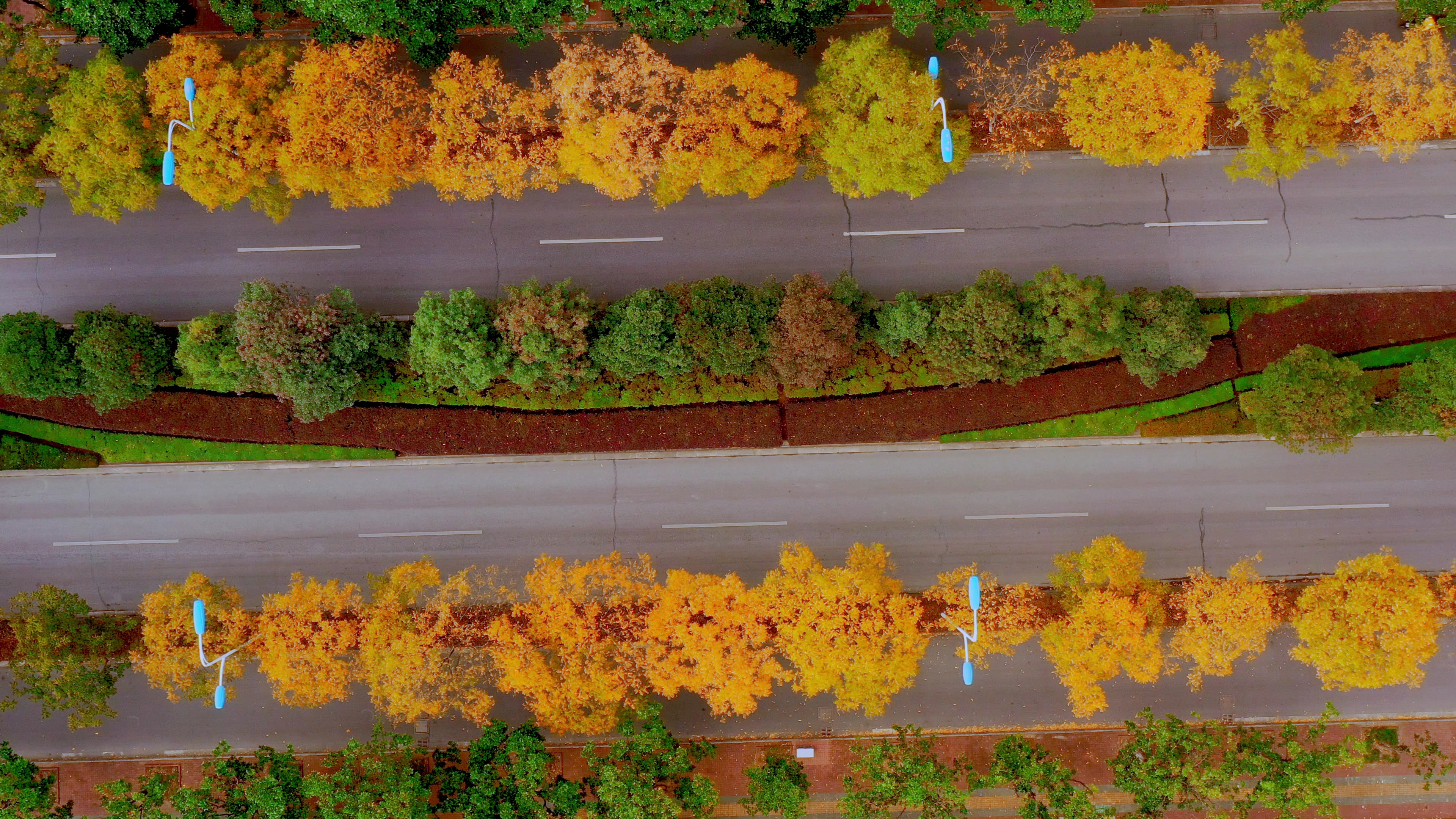 4K航拍秋天城市马路两边金黄的枫叶空镜视频的预览图