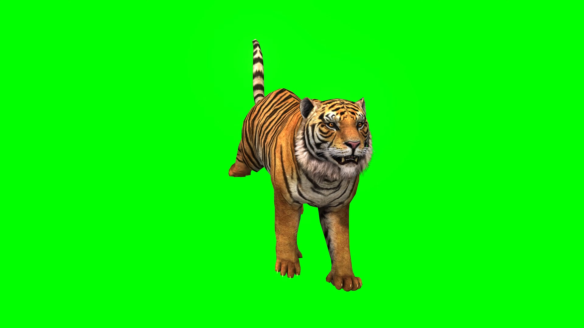 大老虎动物展示抠像素材视频的预览图