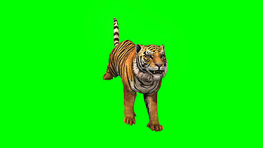 大老虎动物展示抠像素材视频的预览图