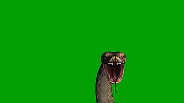 绿色抠像蛇游动爬行动物合成素材视频的预览图
