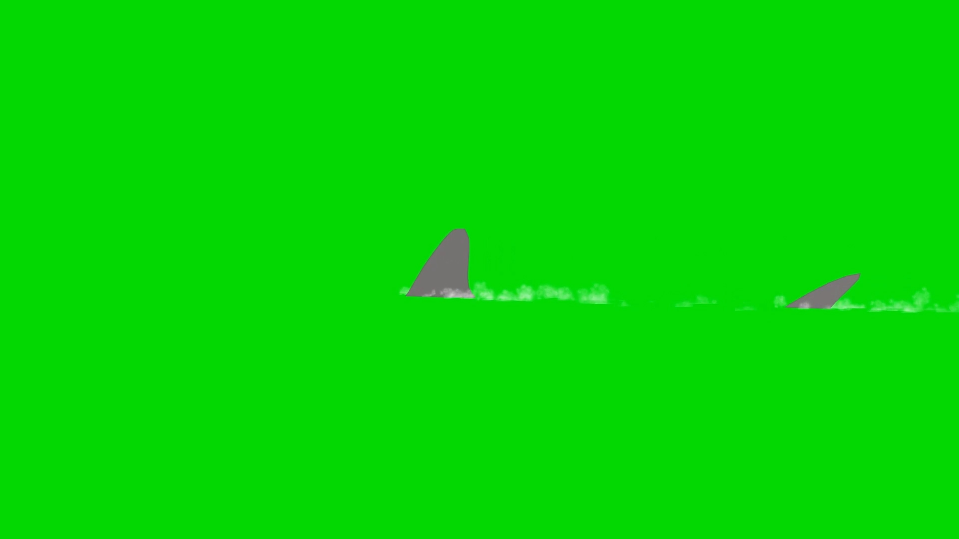 绿色抠像鲨鱼在水中鲨鱼鳍展示合成素材视频的预览图