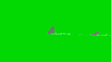 绿色抠像鲨鱼在水中鲨鱼鳍展示合成素材视频的预览图