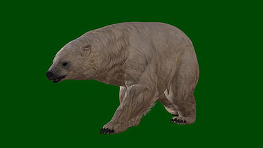 白熊行走动物展示绿色抠像视频的预览图